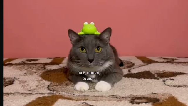 ЕСЛИ БЫ КОТИКИ ХОДИЛИ В ШКОЛУ–СТРАШНЫЕ ИСТОРИИ👻👻