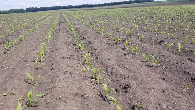 Огляд кукурудзи. Результат обприскування гербіцидами - Прімою 300г і Базисом 10г.