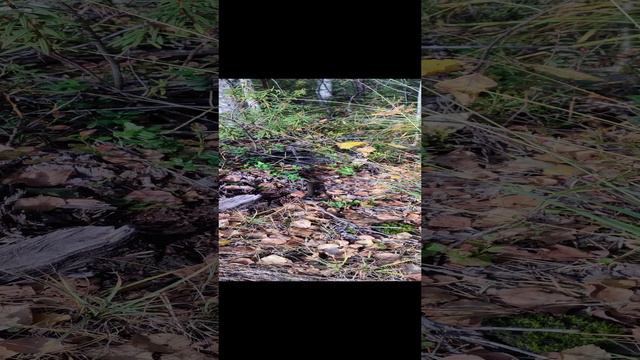 Ужик грелся на солнце. 29.09.2024.