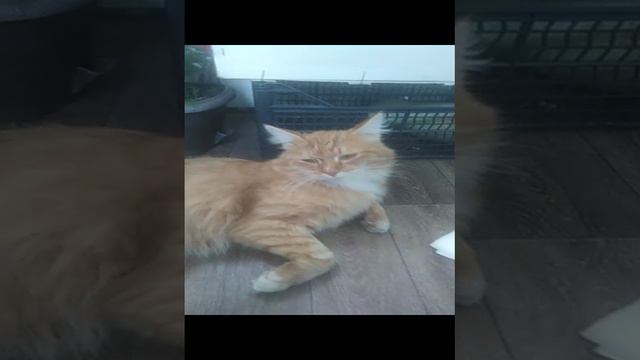 Котик персик