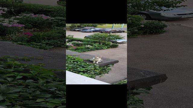 Домохозяйка