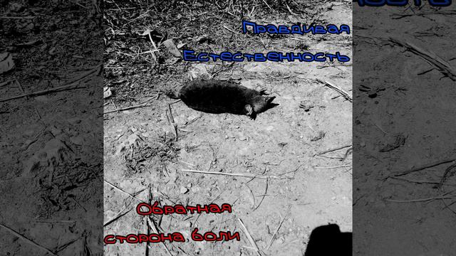 4bc6dac8e575ff7ca16037f17bc2ed81