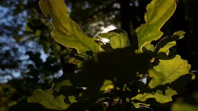 Часть времени у нас отбирают силой, часть похищают, часть утекает впустую. Сенека