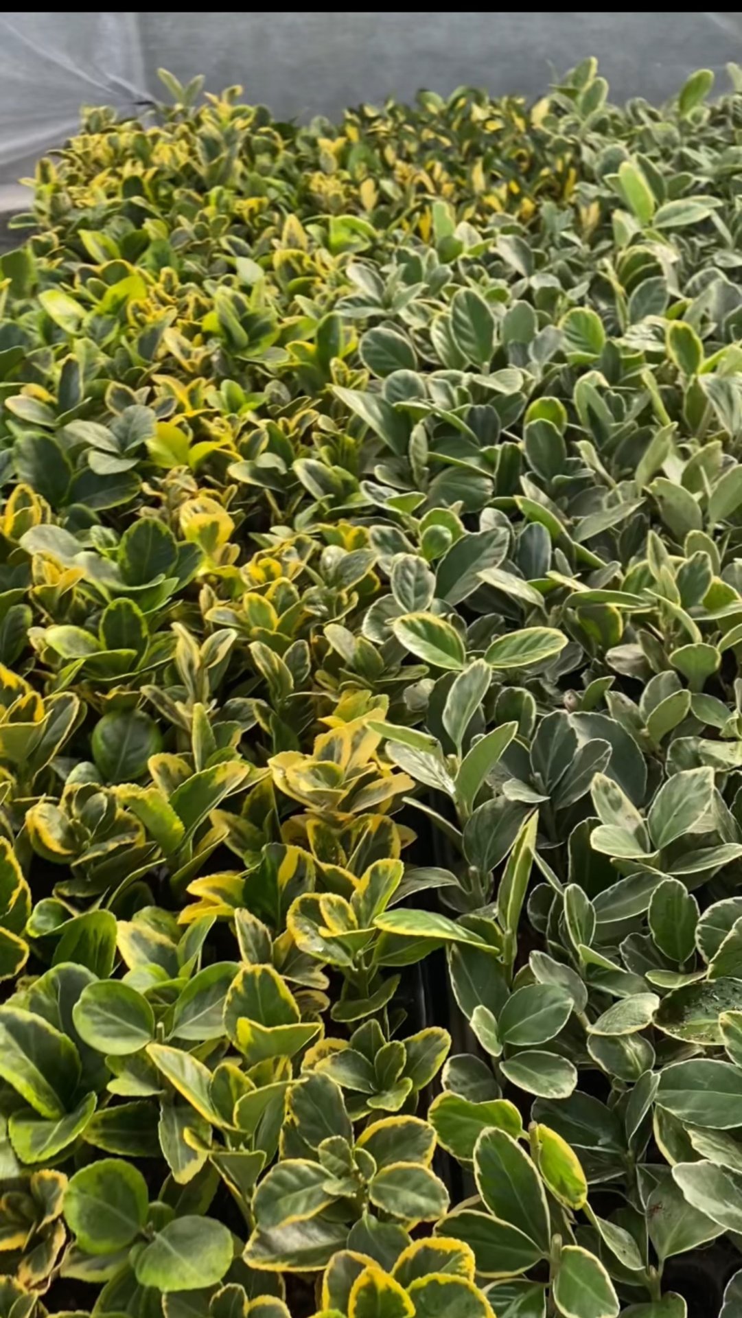 Новые растения!