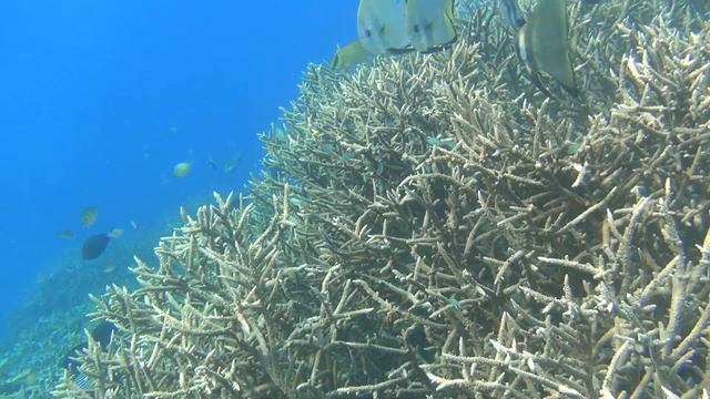 Finding Dori In Sorido Bay Lagoon