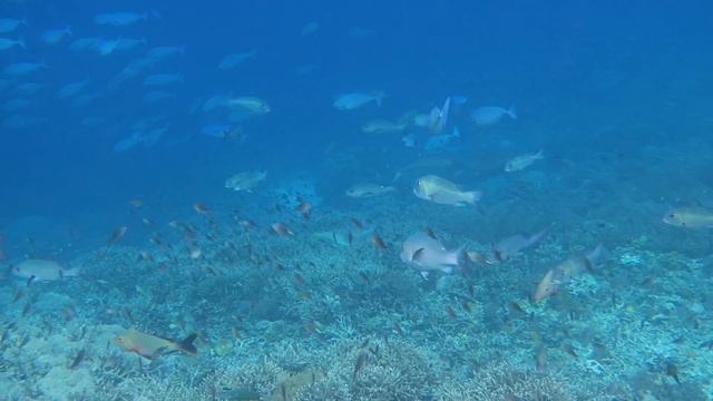 Sauwandarek Raja Ampat Underwater Life