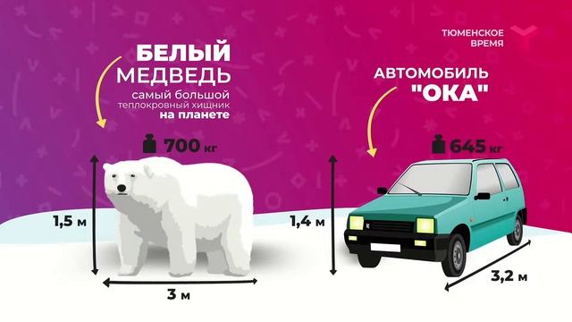 Тюменская служба новостей - вечерний выпуск 31 мая