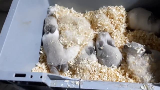 Малыши это наша радость.