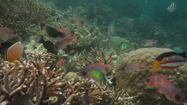 Tanjung Putus Reef Gam Raja Ampat