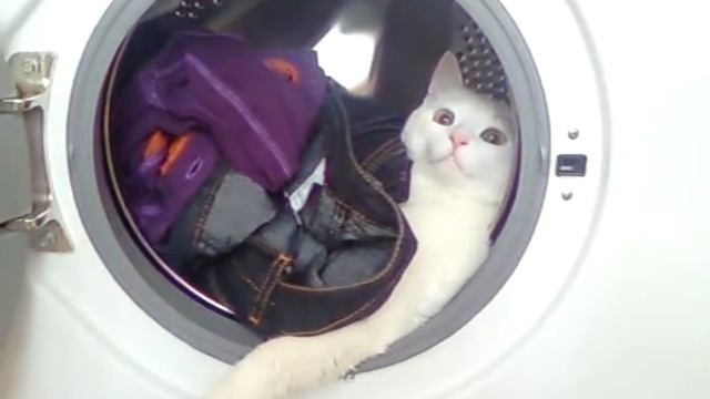 Fc11e84a498f06f7117ef00714e04b6a