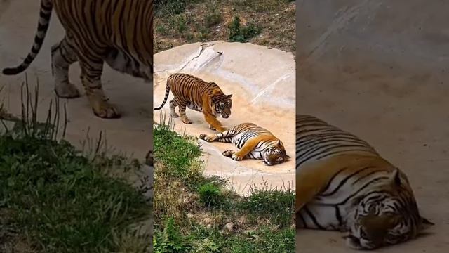 Кошки всегда остаются кошками, независимо от их размера 😏