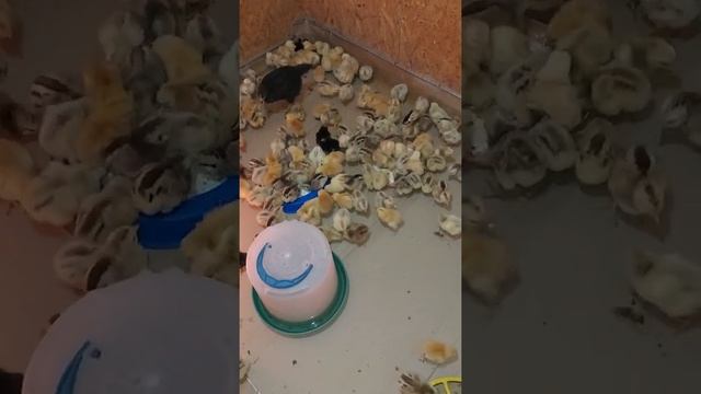 62669a08fd147e3f84c4d44a5cf2fef5