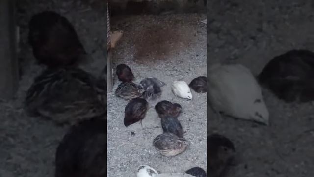 25 күндік балапандардың іс-әрекеті 👍🇰🇿