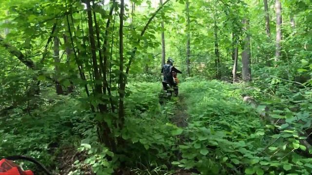 Наша любимая ЛЕСНУХА