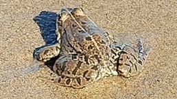 A77098f4db1728cd0b35875cc29ff3ec