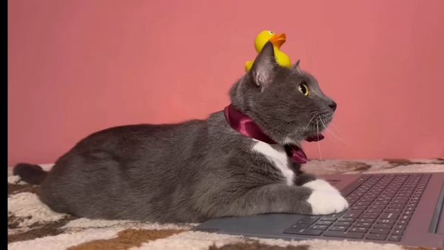 ЕСЛИ БЫ КОТИКИ ХОДИЛИ В ШКОЛУ–ПРЯТКИ В БРУКХЕВЕН!!!