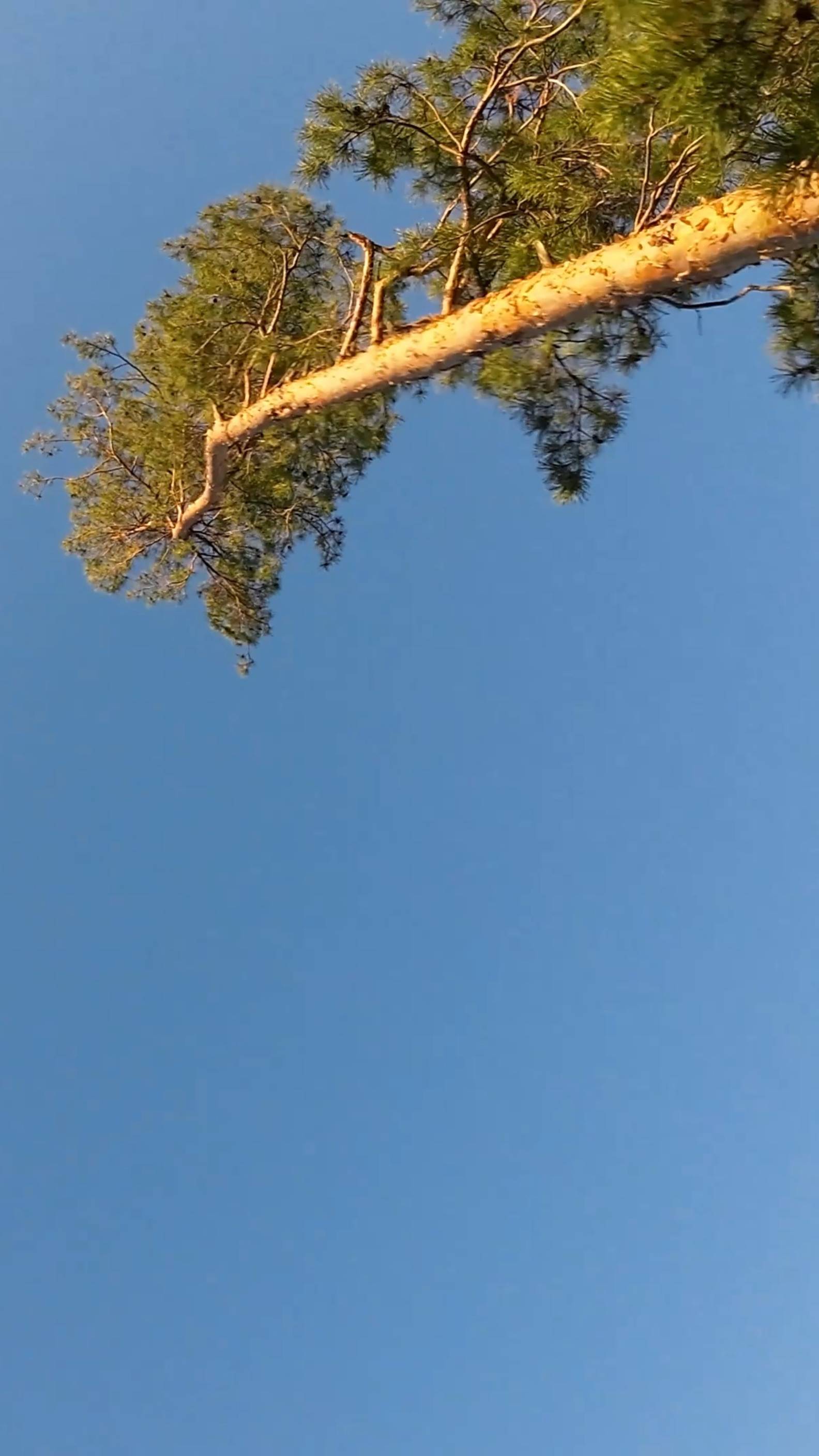 Inverted Orbit, Trippy Spin #FPV