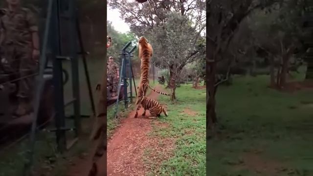Дальность прыжка этого тигра 😲...на месте туристов я б напрягся😂