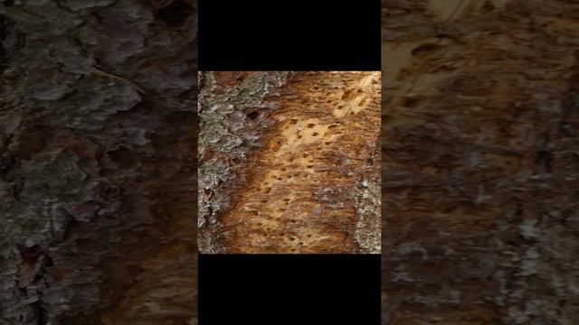 Вековая ель.