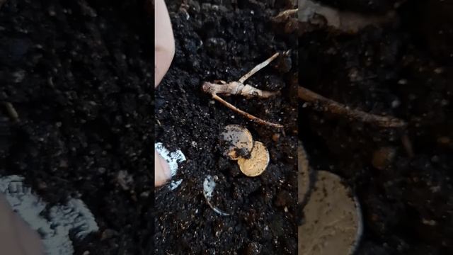 Горшок Екатерининского серебра! Новогоднее настроение!