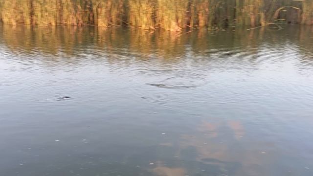 0d953c9c5b67349407c60f639675c8c6