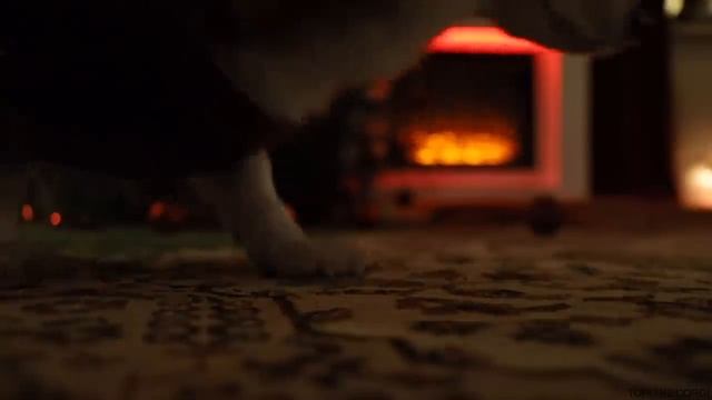 Корги и рождество.
Topi The Corgi.