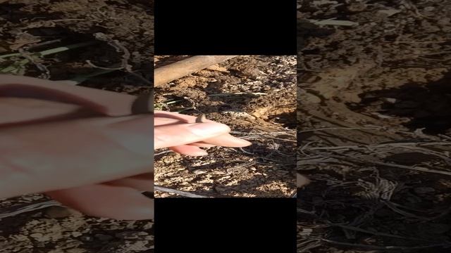 Старинный японский напёрсток #shorts