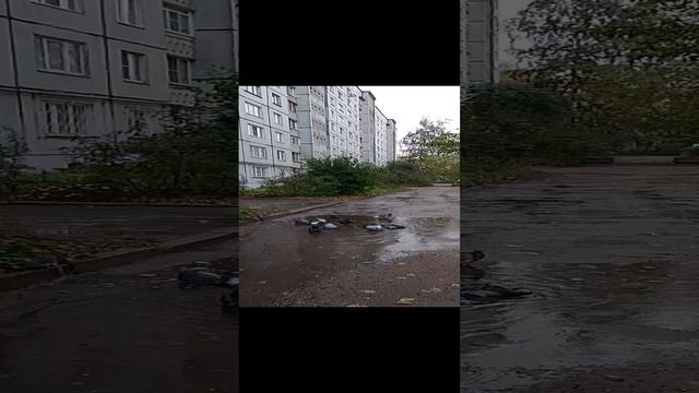 VID_20241004_110351