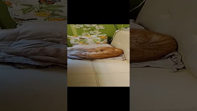 VID_20241004_131237