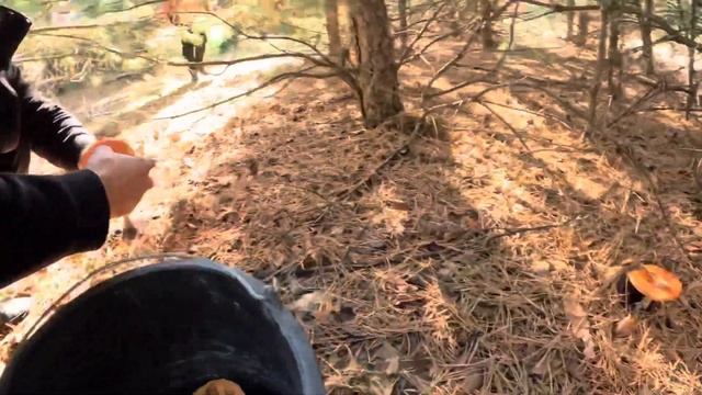 Развитие интеллекта