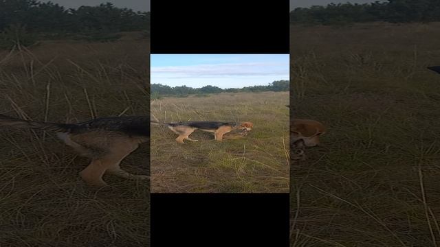 Охота на зайца с русской гончей 21.09.2024