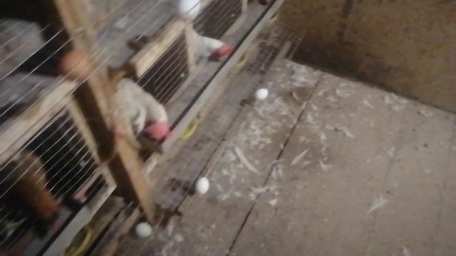 Клеточное содержание кур по одиночке