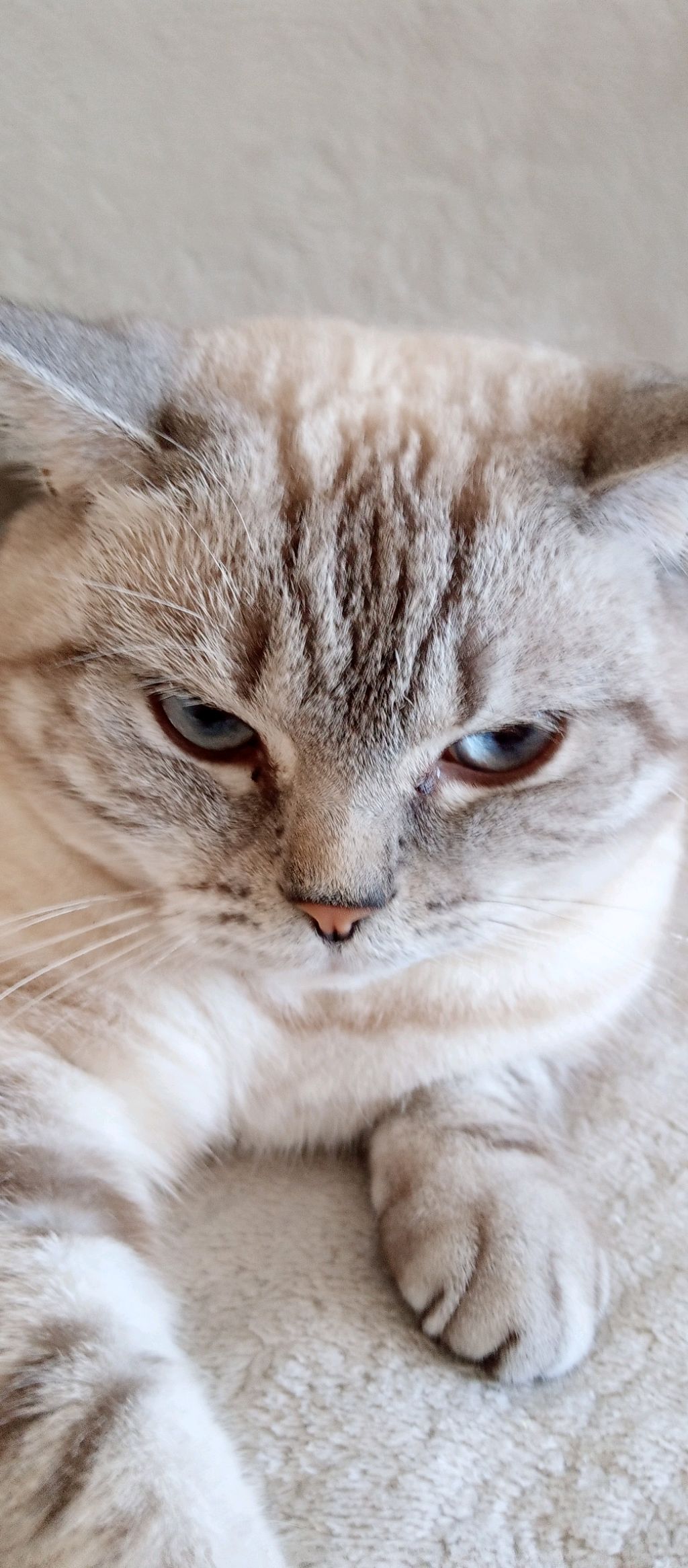 обзор на лапки