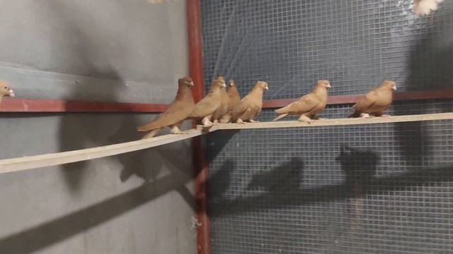 Андижанские голуби, Новваты.