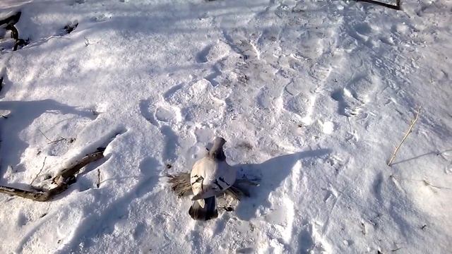 Голуби Казахстана, гребля, Асха Талдыкорган.