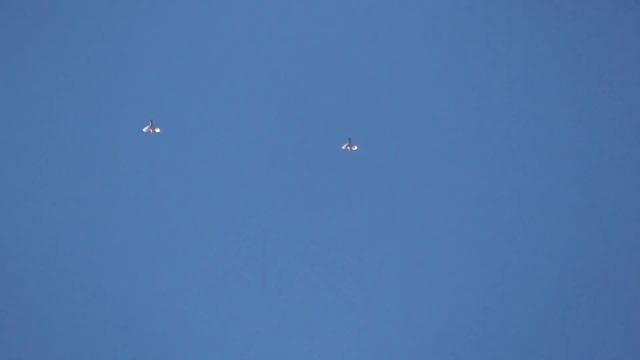 Голубка села последней. Dove Village Last.