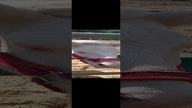 Пони Перчик:)