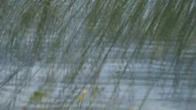 Болотоход Bawad 109 и Bawad 113 Long обкатка по кувшинкам и рогозу