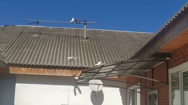 Долгожданные голуби, прибыли в Чечню.