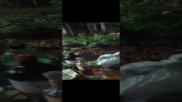 Лиса пришла на таежную хижину!