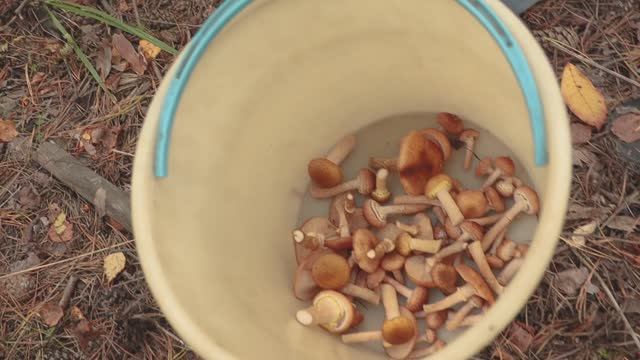 C20fc2acbbf4bd3665fa3064d655ec99