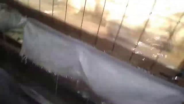 Бройлерам 7.5 суток