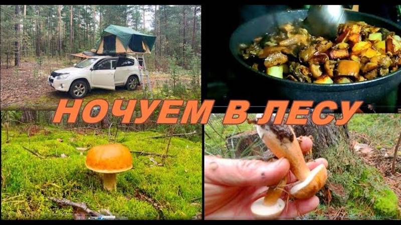 Ночуем в лесу, собираем грибы