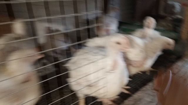 Бройлеры 2024 Выгодно ли? От А до Я