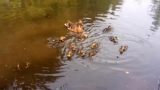 Кормление утят в Царском Селе