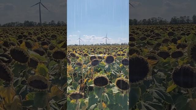 CHOISY - Гости на этой планете Snippet #индирок #природа #планета