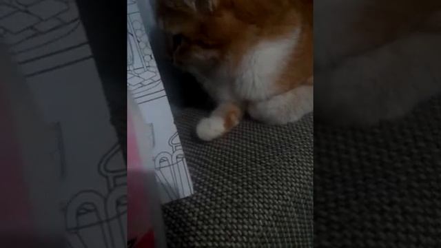 Раскраска Барби обзор