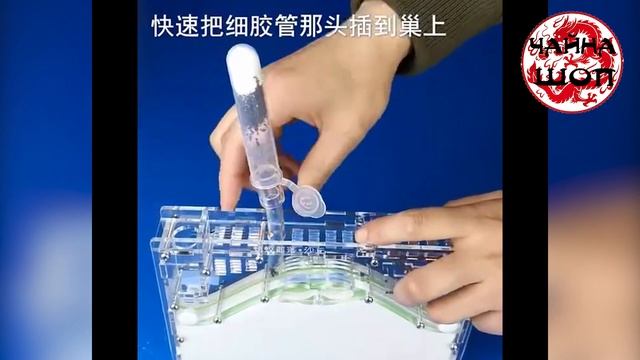 Крутая Муравьиная ферма 2020 формикарий из Китая с Aliexpress
