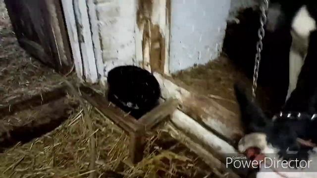 Коровы разобрали пол.. И опять пополнение. Купили маленькую козочку