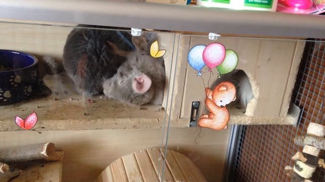 Нежность шиншилл